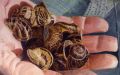 Cagouilles ou petits gris - Galerie  2 Huile