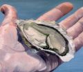 Huitre dans le creux de la main - Galerie 3 Huile